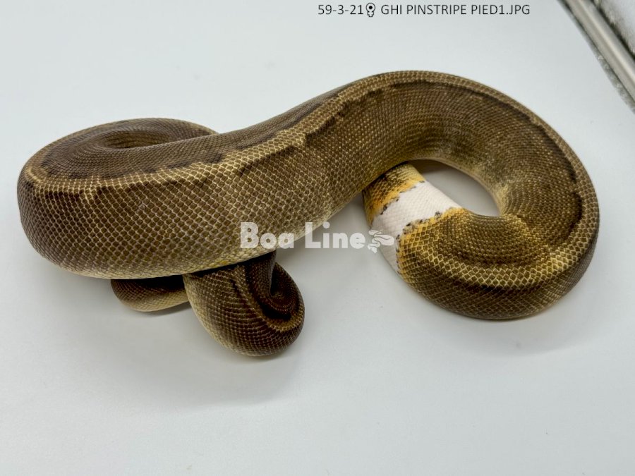 GHI PINSTRIPE PIED
